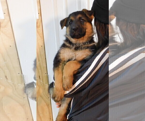 Medium Photo #3 German Shepherd Dog Puppy For Sale in MORRISVILLE, MO, USA