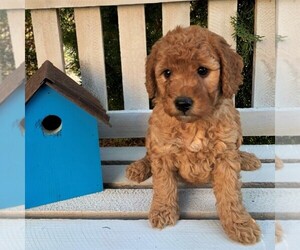 Goldendoodle-Poodle (Miniature) Mix Puppy for sale in LEOLA, PA, USA
