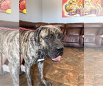 Small #2 Mastiff