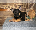 Puppy Rocko German Shepherd Dog