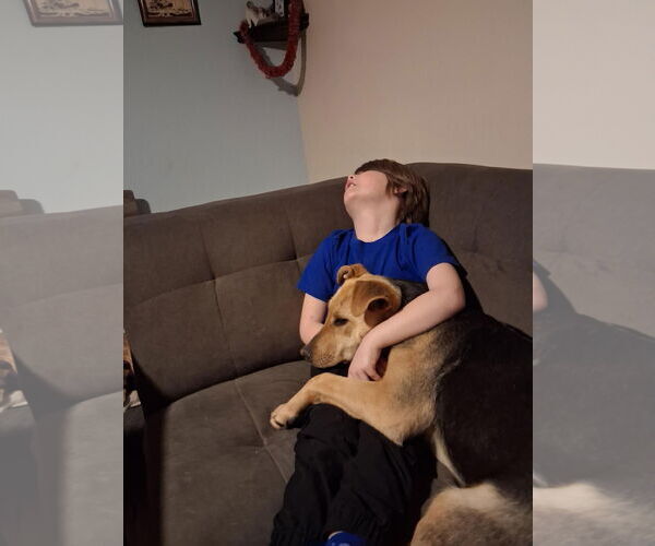 Medium Photo #3 Mutt Puppy For Sale in Sandy, UT, USA