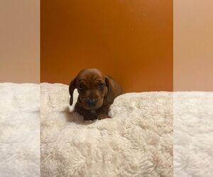 Dachshund Puppy for sale in CHULA VISTA, CA, USA