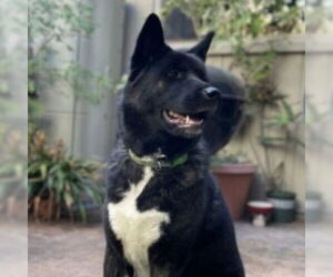 Akita Dogs for adoption in Alameda, CA, USA