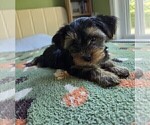 Small #48 Yorkshire Terrier