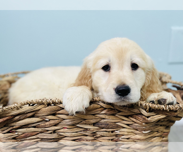 Medium Photo #5 Golden Retriever Puppy For Sale in CINCINNATI, OH, USA