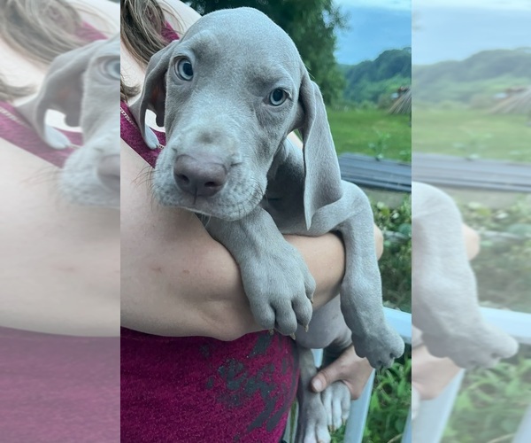 Medium Photo #3 Great Dane Puppy For Sale in SPRAGGS, PA, USA