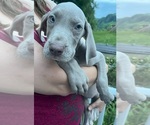 Small #2 Great Dane