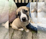 Small #13 Mutt