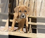 Small #4 American Pit Bull Terrier Mix