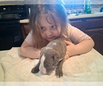 Small Photo #23 American Pit Bull Terrier Puppy For Sale in DANNEBROG, NE, USA