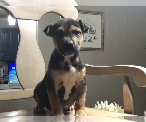 Medium Photo #1 Boxador Puppy For Sale in CONVERSE, IN, USA