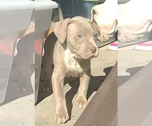 American Pit Bull Terrier Puppy for sale in ALBUQUERQUE, NM, USA