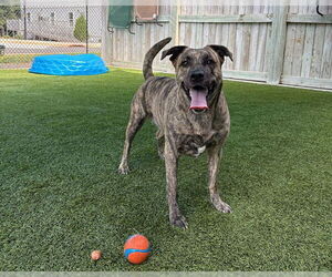 American Staffordshire Terrier-Unknown Mix Dogs for adoption in Raleigh, NC, USA