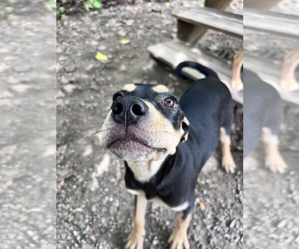 Medium Photo #4 Mutt Puppy For Sale in Elmsford, NY, USA