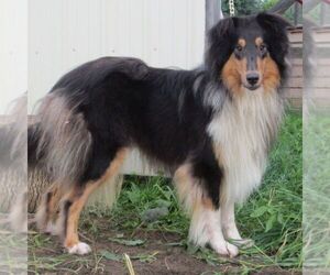 Father of the Collie puppies born on 05/05/2025