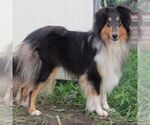 Small Photo #1 Collie Puppy For Sale in FORT PLAIN, NY, USA