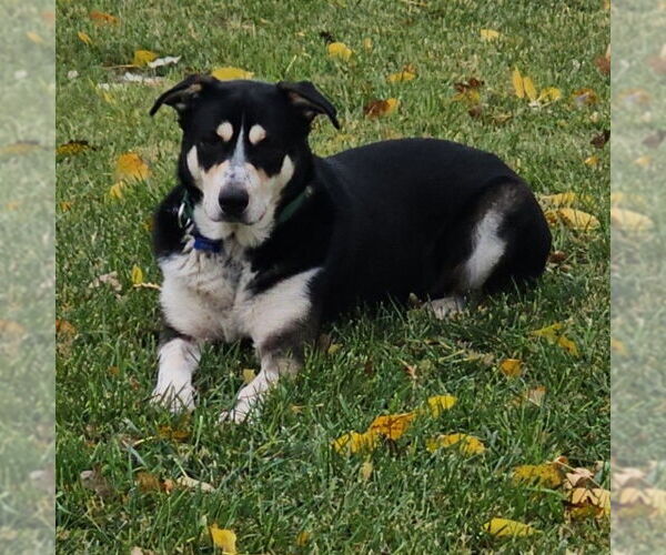 Medium Photo #10 Mutt Puppy For Sale in Fargo, ND, USA