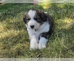 Small Photo #10 Great Bernese Puppy For Sale in ELGIN, OR, USA