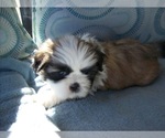 Puppy Puppy 2 Shih Tzu