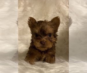 Yorkshire Terrier Puppy for sale in LOCUST GROVE, GA, USA