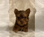 Small Yorkshire Terrier