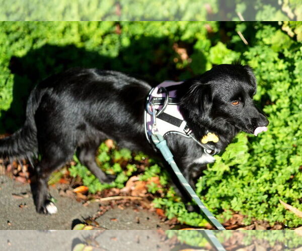 Medium Photo #3 Australian Shepherd-Unknown Mix Puppy For Sale in Davis, CA, USA