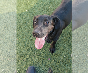 Dahlia - Female Labrador Retriever-Retriever  Mix Dog for Adoption - Photo #5