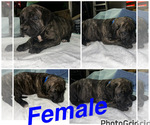 Small #4 Cane Corso-Presa Canario Mix