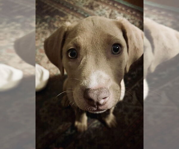 Medium Photo #1 Labrador Retriever-Unknown Mix Puppy For Sale in Boston, MA, USA