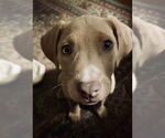Small Labrador Retriever Mix