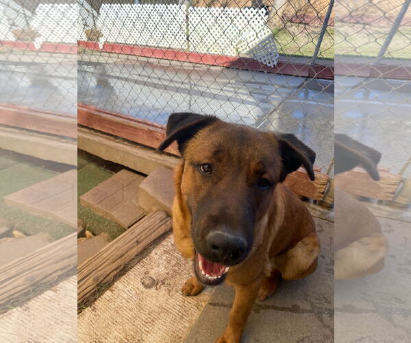 Medium Photo #2 Mutt Puppy For Sale in La Verne, CA, USA