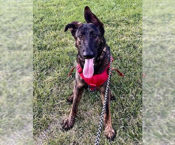 Medium Photo #1 German Shepherd Dog Puppy For Sale in Ogden, UT, USA