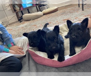 Scottish Terrier Puppy for sale in WELLSTON, OH, USA