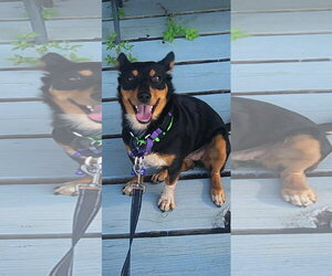 Minnie Mouse - Female Mutt Dog for Adoption - Photo #4