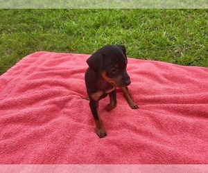 Miniature Pinscher Puppy for sale in LELAND, NC, USA