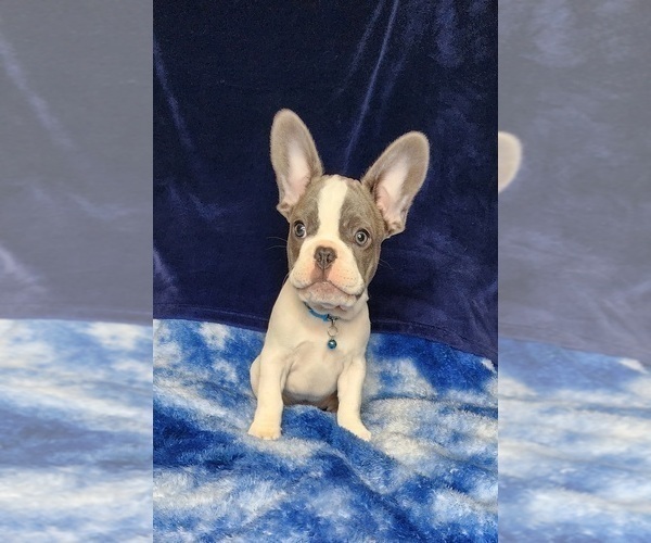 Medium Photo #5 French Bulldog Puppy For Sale in SALEM, OR, USA