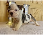 Puppy Snickers Bulldog