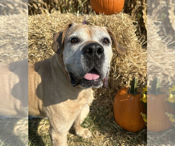 Medium Photo #7 Boxer-Unknown Mix Puppy For Sale in Evansville, IN, USA