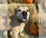 Small #6 Boxer Mix