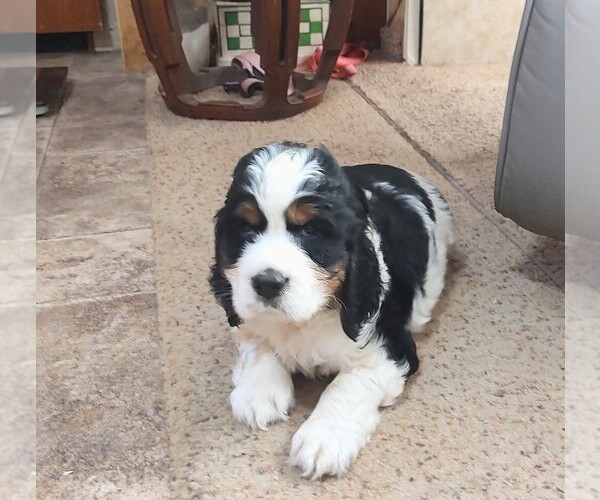 Medium Photo #2 English Springer Spaniel Puppy For Sale in GLEN SAINT MARY, FL, USA