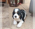 Small #1 English Springer Spaniel