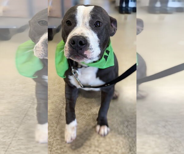 Medium Photo #4 Bulldog-Unknown Mix Puppy For Sale in Rustburg, VA, USA