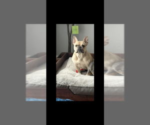 Mother of the French Bulldog puppies born on 03/13/2026