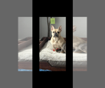 Small Photo #1 French Bulldog Puppy For Sale in LOCKPORT, NY, USA