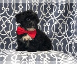 Small Photo #5 Morkie-Poodle (Miniature) Mix Puppy For Sale in LAKELAND, FL, USA