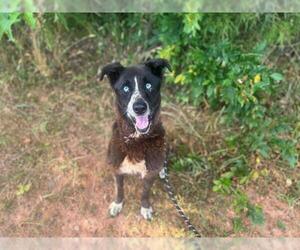 Labrador Retriever-Siberian Husky Mix Dogs for adoption in Charlotte, NC, USA