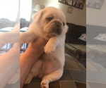 Small Photo #11 Pug Puppy For Sale in BELPRE, OH, USA