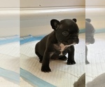 Puppy 3 French Bulldog