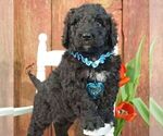 Small Photo #7 Bernedoodle Puppy For Sale in THORP, WI, USA