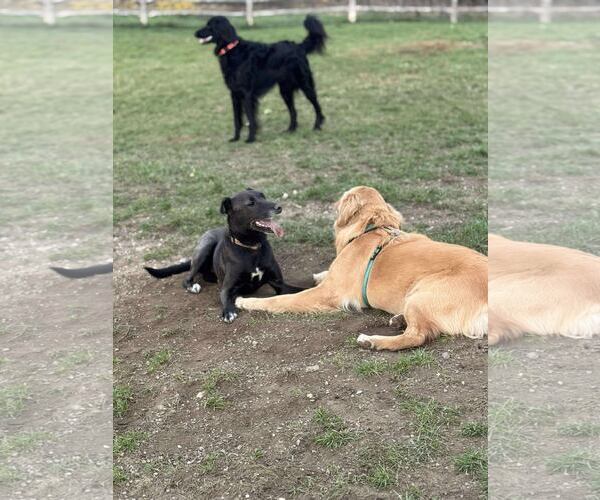 Medium Photo #5 Mutt Puppy For Sale in Shelburne, VT, USA